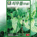쇠무릎 우슬 씨앗 1g 산현채 씨 대절채 소물팍 소무릎지기 은실 백배 마청초 종자 : 씨앗농장몰