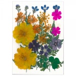 레진아트/만들기재료/프레스플라워(압화)세트 XM26 : 하비스토리