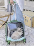 강아지이동가방 고양이 투명 견체공학 이동장 수화물 캐리어 : 우리의 즐거운 쇼핑