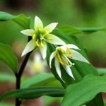 모종 /애기나리-포트/10개묶음 TJ1647 : 느티나무아래