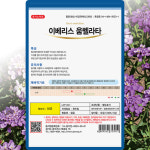 다농 이베리스 움벨라타 100립 : 씨앗농장몰