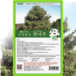 다농 전나무 씨앗 50g 젓나무 씨 조경 수목 종자 : 씨앗농장몰