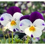 (성실)비올라 모종(포트) 10개 흰색보라색 : 성실원예