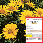 다농 하늘바라기 씨앗 100립 거짓해바라기 꽃씨 다년생 종자 : 양동씨앗마켓