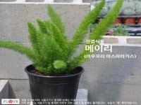 FL 메이리 1개 : 녹색그린농산