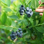 국내산 블루베리 생과 급냉  1kg 국산 수확 : 고창장수베리