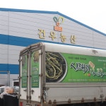 건우농산 오이지 오이장아찌 10입 1kg : 백년부엌