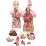 소화기간 내장 장기 분해 상반신 인체모형 학습용 선생님 : 쇼퍼스 파라다이스