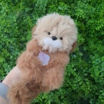 서면 나만 없어, 애착 모루인형 만들기 원데이클래스 : 솜씨당