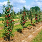 기둥사과 나무 R3점전후 결실주 수분수가능 정원조경 테라스화분재배용 사과나무 노지월동 : 같이가치농원
