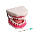 교육용 치아 이빨 모형 양치질 교구+칫솔 학습교구 구조모형 : 라이크미리빙