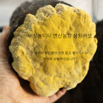 국산 농장직송 장수상황버섯  알뜰용 500g : 버섯놀이터 변산농장