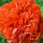 예쁜제라늄 K, 사랑별빛, 사랑초 작품, 한국제라늄 농장직송 모종 : 예쁜제라늄농장