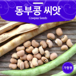 동부콩 씨앗 동부콩 종자 콩씨앗 콩 종자 콩씨 30g : 가람원