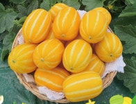 성주 아삭아삭 달콤한 꿀참외 (정품) : 서농상점