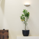 유주나무 결실주 과실주 꽃과 열매가 열리는 식물 : 한가족농원