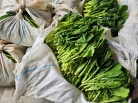 [서진농장]여수 돌산갓 산지직송 절임갓 3kg : 서진농장