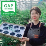 국산 생블루베리 블루베리 생과 왕 블루베리 : 트리플베리삼남매딸기농장