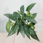 베고니아 화이트아이스 목베고니아 관엽식물 실내화분 : 그린일상