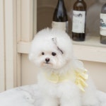 어도러블독 치즈 강아지 하네스 레몬크림 : 어도러블독