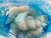 바른밀면&바른수산 포항흥해점 | 포항 백골뱅이 1kg 당일조업 생물 골뱅이 백고동 생골뱅이 냉동 제철 : 포항 바른수산