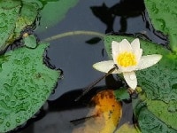 온대 수련-꼬마수련 : 참샘골연꽃농원