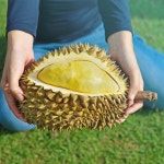 프루딧 몬통 생 통두리안 (태국산) 10kg, 1개 : 프루딧