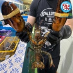 케이투엘 항공직송 활 랍스터 바닷가재 500g-3.5kg : 케이투엘 종합수산