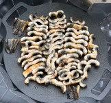 대농수산 고창 풍천 민물장어 1kg : 대농수산