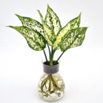 키우기 쉬운 수경 재배 식물 세트 종류 어항 수중 실내 수생 화초 테이블야자 DIY 키트 : 모종파는곳