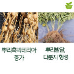 마법의콩 10kg 뿌리혹박테리아 활성 촉진제 뿌리발달 다분지 형성 기능성비료 : 양동씨앗마켓
