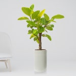 뱅갈고무나무 고무나무 거실화분 개업축하 공기정화 인테리어식물 준중형 중형 대형 특대형 : 4989플라워