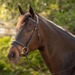 Equinavia Saga Dressage 패딩 크랭크 노즈 밴드 브리들 플래시 및 고삐 포함  블랙  웜블러드 : 글로벌쉽