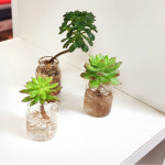 수경재배 다육이 유리병 화분3P셋트 -다육포함 : 진바스