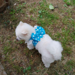 XS사이즈부터 부드럽고 쓸림없는 h형 도트강아지하네스 : 펫 아이