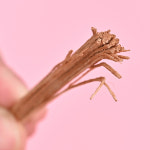 앵무새 천연 뜯뜯 장난감 니파야자 해죽순 (Q03) : 푸롱이네 앵 놀이터