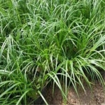 그라스/사초/미니석창포/포트묘(10주묶음)/묘목/h0635 : 카카호호1