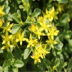 꽃모종/붉은기린초/포트묘(10개묶음)/묘목/h0734 : 카카호호1