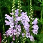 꽃모종/꽃범의꼬리/포트묘(10개묶음)/묘목/h0736 : 카카호호1