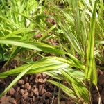 그라스/사초/황금무늬초/포트묘(5주묶음)/묘목/h0624 : 카카호호1