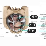 궁테라피2시간30분 자궁,방광, 대장항문, 골반기저근, 내장기도수관리 : 리바디앤뷰티