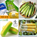 괴산 대학 찰 옥수수 생옥수수 찐냉동 초당옥수수 : 괴산사랑