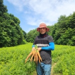 당근 제주 구좌 흙 세척 햇당근 25년 수확 : 우가네농장