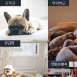 펫뽀송뽀송강아지배변용품블루(특대형)-60x90-80매 : 희망샵