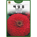 백일홍 씨앗 10립 드림랜드 레드 백일홍 왜성겹꽃 꽃씨 종자 : 산들마켓샵