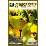 다농 금메달호박 씨앗 10립 비행접시형 관상호박씨 종자 : 산들마켓샵