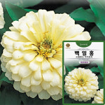 백일홍 씨앗 10립 드림랜드 아이보리 백일홍 왜성대륜 꽃씨 종자 : 산들마켓샵
