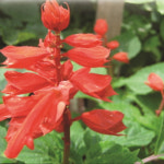 산들마켓 사루비아 씨앗 1.5g 샐비어 서미초 꽃씨 야생화 종자 3개+랜덤씨앗1개 증정 : 산들마켓샵