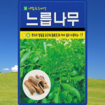 아람종묘 느릅나무 씨앗 300립 느릅나무 씨 수목 종자 : 산들마켓샵