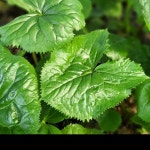 진부령 산나물 곤달비 1박스 선택구매 BG : 선한능력1